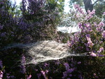 FZ020329 Dew on spiderwebs in heather (Calluna vulgaris).jpg